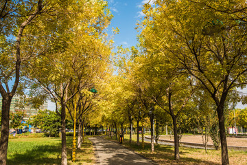 Urban Park Landscape in Autumn