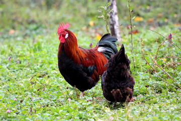 Proud rooster standing next to hen eating green grass in local garden overlooking surroundings surrounded with green grass and plants on warm sunny day