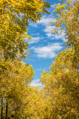 In autumn, yellow leaves against the background of blue sky and white clouds