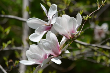 Obraz premium pink flowers of a tree