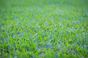 green grass