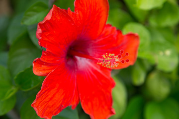 Closeup of red Hibiscus