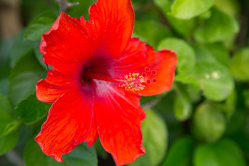 Closeup of red Hibiscus