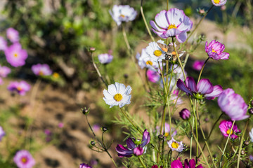 Hummingbird hawk moths on Gesang flowers fly and hunt in summer