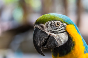 Close-up of colorful parrots face