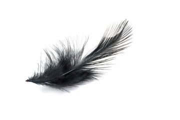 Obraz premium Black Feather isolated on white