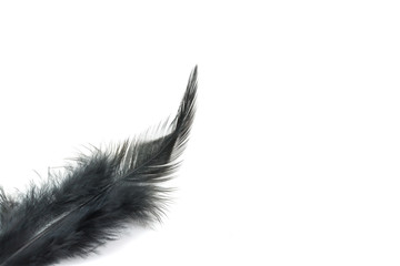 Black Feather isolated on white