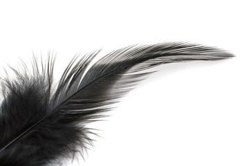 Obraz premium Black Feather isolated on white
