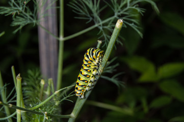 Close up photo of a Black Swallowtail Caterpillar feeding on a dill plant