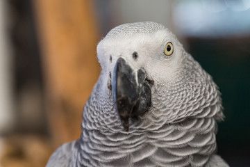 Face and eye of African Grey Parrot sitting on timber