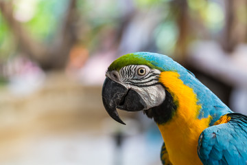 Close-up face of colorful parrots