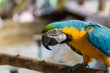 Close-up face of colorful parrots