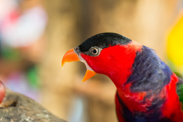 Red parrot show the voice