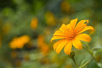 Yellow flower with green bokeh