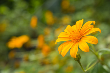 Yellow flower with green bokeh