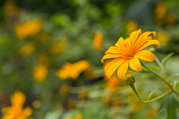 Yellow flower with green bokeh