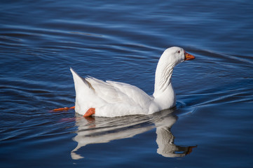 White goose with orange beak swiming away on blue water