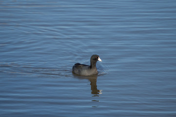 An American Coot drifting slowly on a lake
