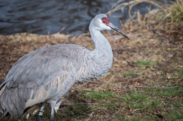 A sandhill crane (Antigone canadensis) standing beside a lake