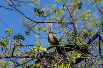 Grackle perched in a budding tree