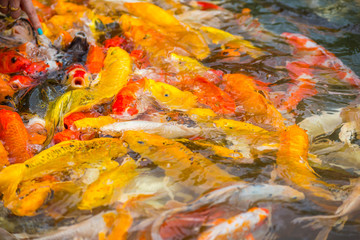 Obraz na płótnie Canvas Colorful Koi fish swimming