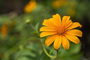 Yellow flower with green bokeh background
