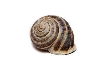 An isolated empty Garden Snail shell