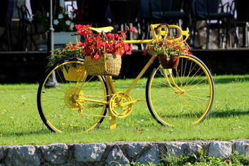 Fototapeta na wymiar Restored and freshly painted old bicycle now used as garden decoration with hanging Begonia and other flowers surrounded with grass and traditional stone wall on warm sunny summer day