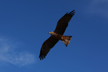 Fototapeta na wymiar Aguila - Eagle