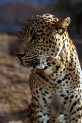 Fototapeta na wymiar Guepardo - Leopardo - Guepard - Leopard