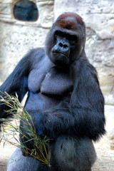 Gorila