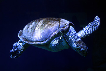 Tortuga- Turtle - Tortoise