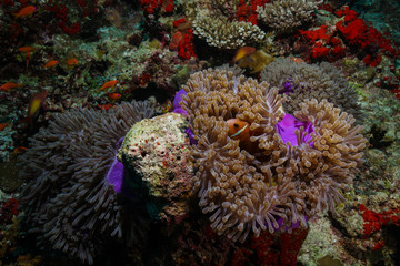 Anemone Fish and Coral at the Maldives