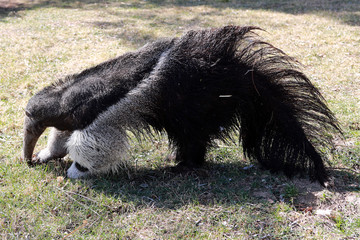 Oso Hormiguero - Anteater