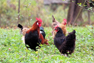 Rooster standing and guarding hens in local garden while eating green grass and other small plants on warm sunny day