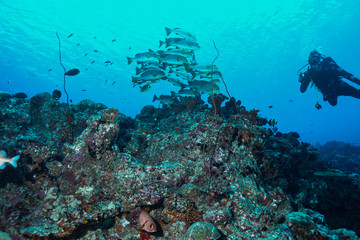 Fototapeta na wymiar Tropical fish at the Maldives
