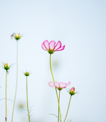 little daisy flower on solid background