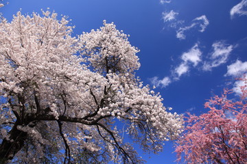 晴天の空で舞う桜たち