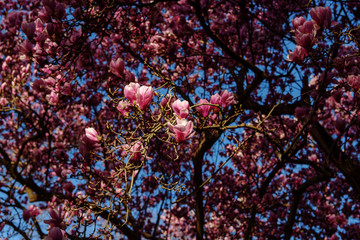 Close up of Magnolia blooming in spring, springtime, nature background, Washington DC