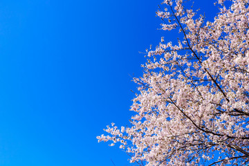 Pink Cherry Blossom against Blue Sky, Background