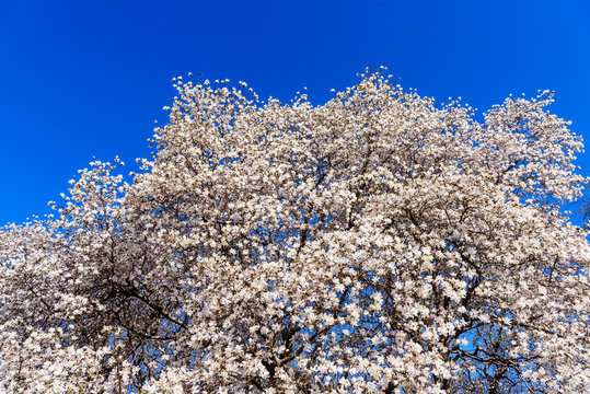 Magnolia blossom against blue sky in spring, springtime, nature background