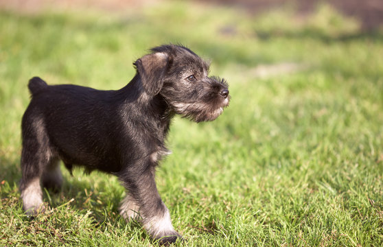 Mittelschnauzer puppy on green grass
