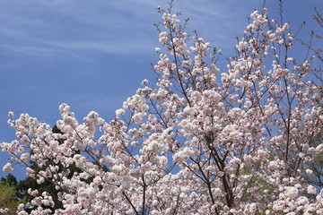 たくさんの手毬のような花房を持った山桜