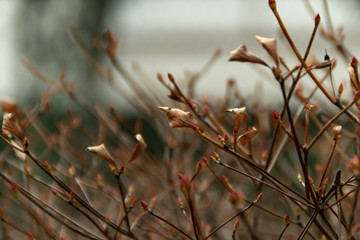 It is a withered plant in winter.