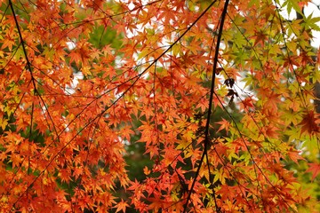 Maple leaves (Momiji)