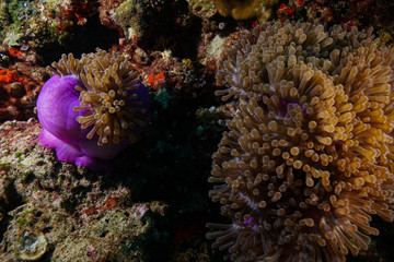 Fototapeta na wymiar Anemone Fish and Coral at the Maldives