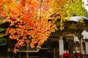 Maple leaves (Momiji)