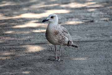 Single light grey bird with dark to brown spots on wings standing peacefully on concrete sidewalk in shade of large tree on warm sunny day