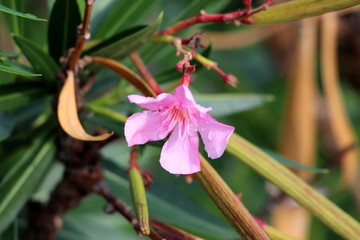 Single Oleander or Nerium oleander shrub plant with fully open blooming pink flower sprinkled with...