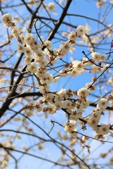 Hanami at Ueno park in Tokyo, Japan
